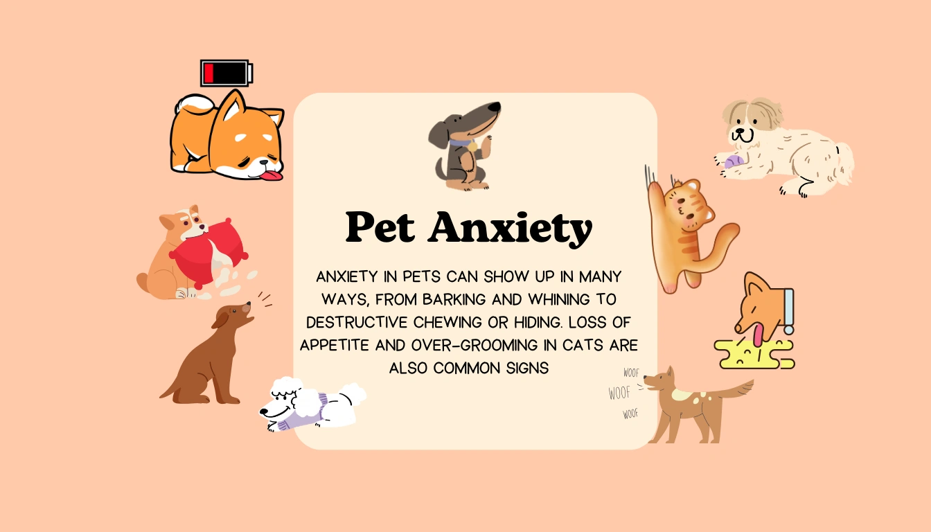 Understanding Pet Anxiety – How to Recognize and Help Your Companion