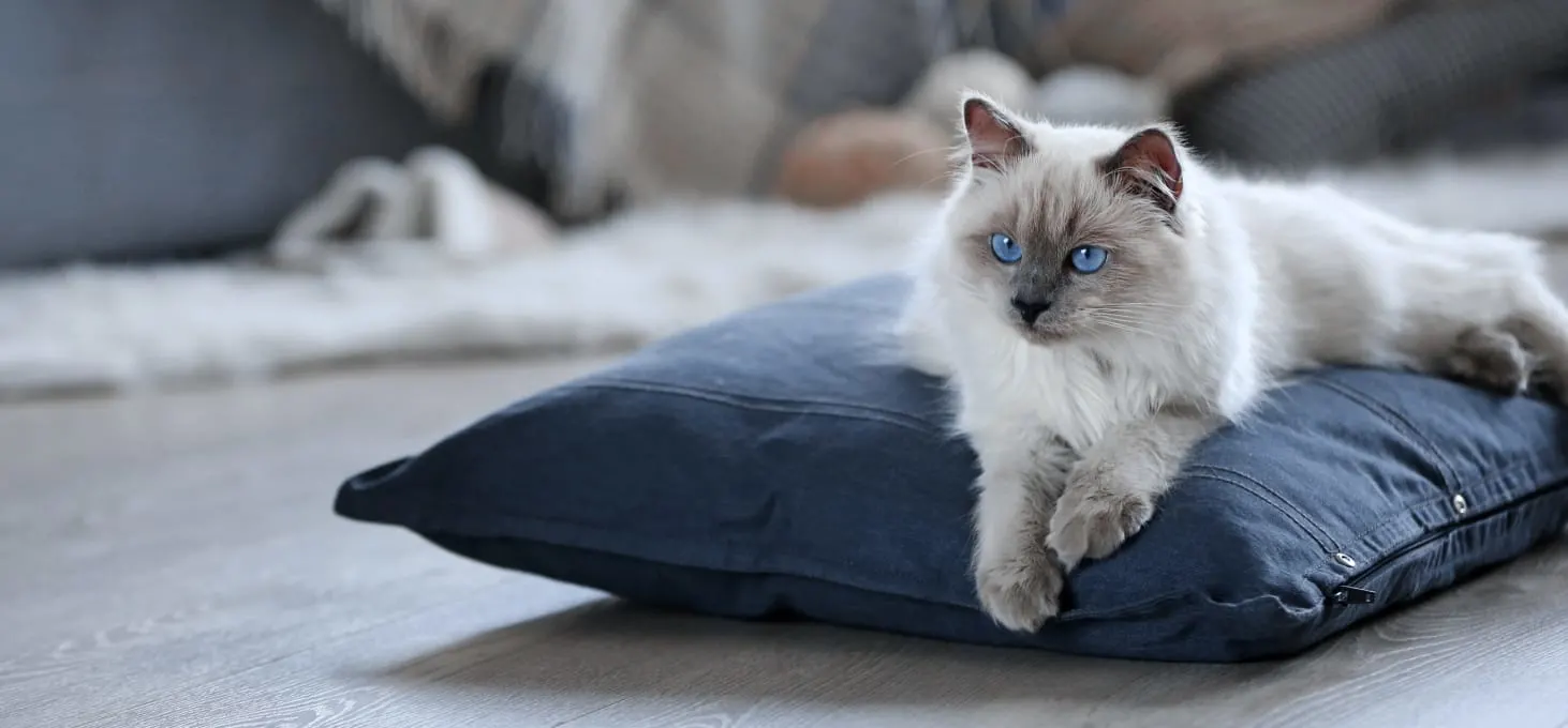 Contact Veterinary Medical Center Sacramento